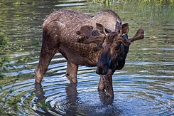 Image by John Thomas