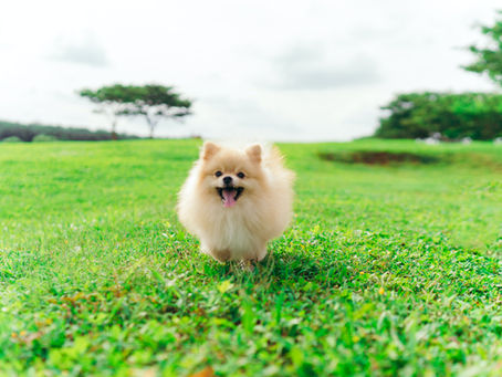 Pomerániai törpespitz – Minden, amit erről a tündéri kis fajtáról tudni érdemes