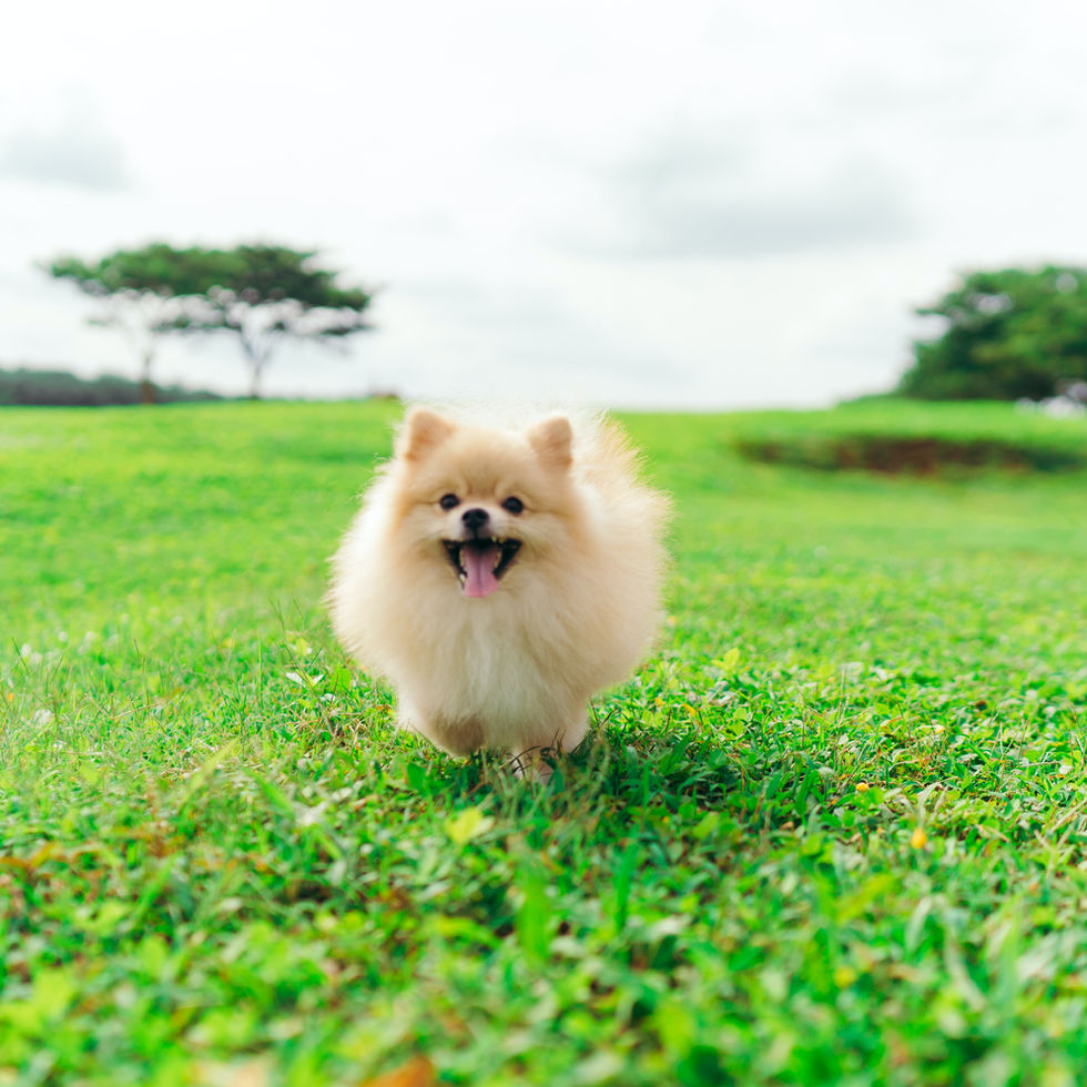 Cream colored Orignal Pom Puppy sitting on a velvet cushion.