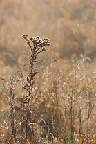 Image by Brandon Stoll