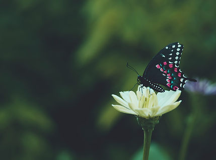 Image by Aaron Burden