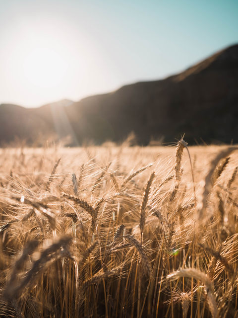 El calentamiento global podría afectar al trigo mundial