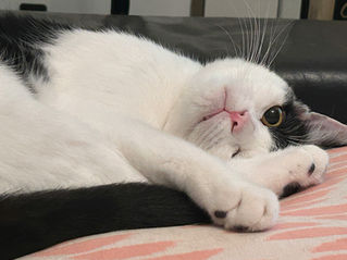 white cat with black spots - lying contemplatively on one side