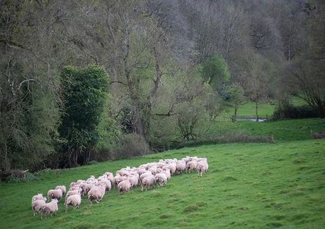 Sheep grazing Image by Veronica White