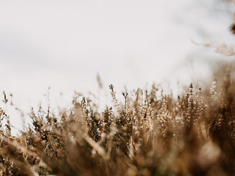 Image by Annie Spratt