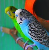 Two colourful budgies perched together in a cage in Wendover