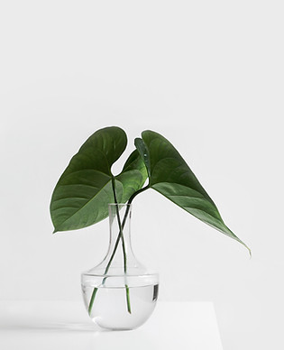 Image by Sarah Dorweiler