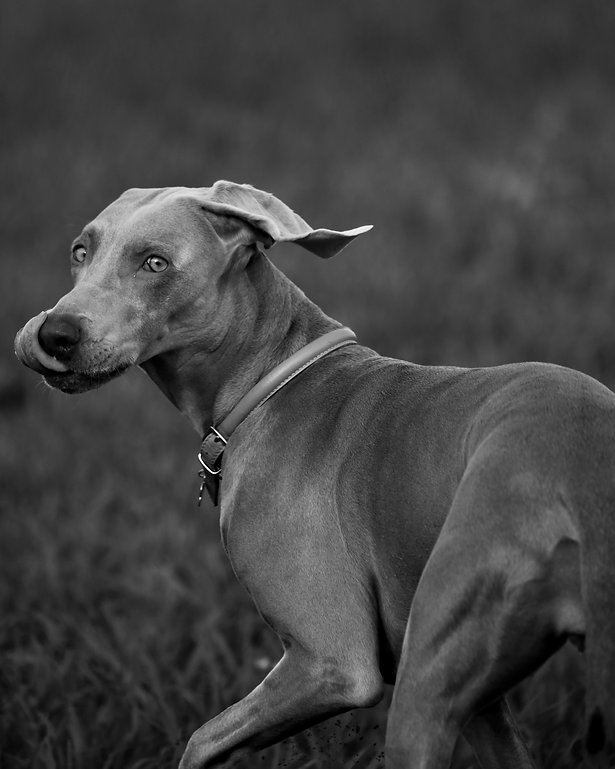 Antiparasitario Canino