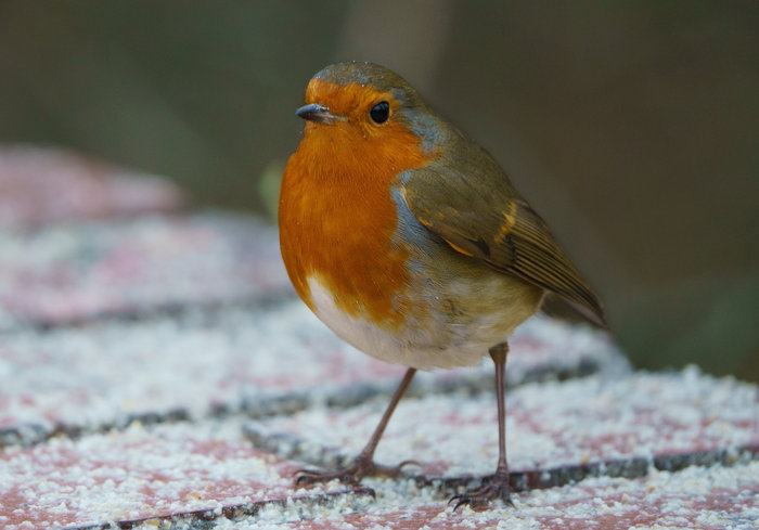 Rewild My Street wild makeover tip: December