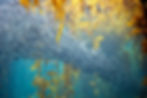 Eye-level view of a kelp farm with underwater plants swaying in coastal waters