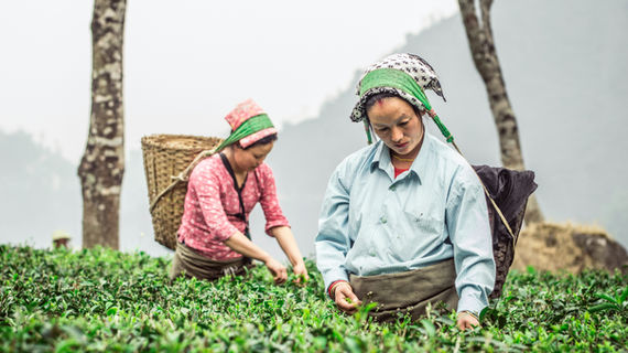 Tea estate