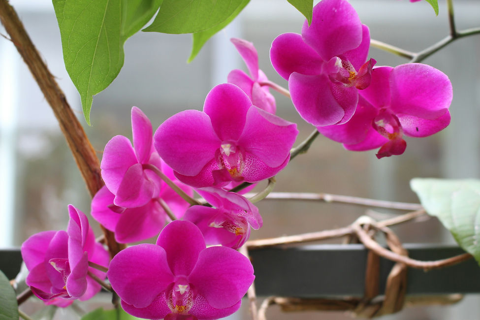 Image by Quân Nguyễn