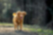 Canine Endocrine System