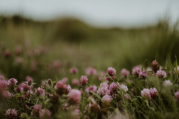 Image by Annie Spratt