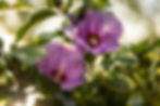 Hardy Hibiscus