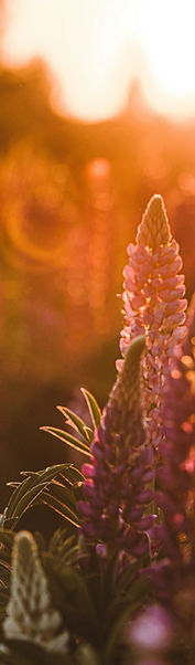 Image by Anita Austvika