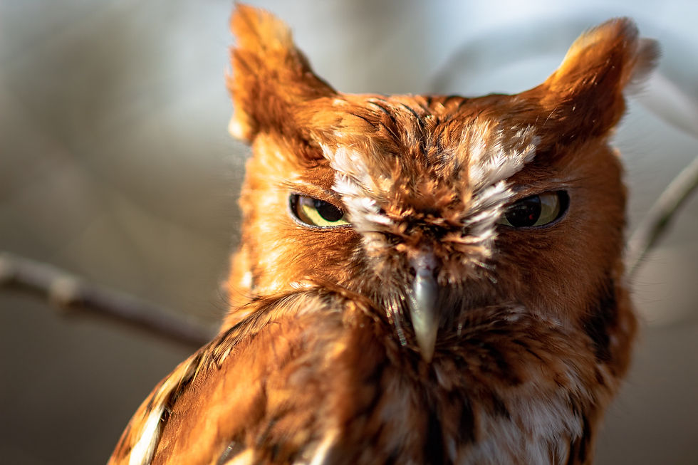 Squinting owl.