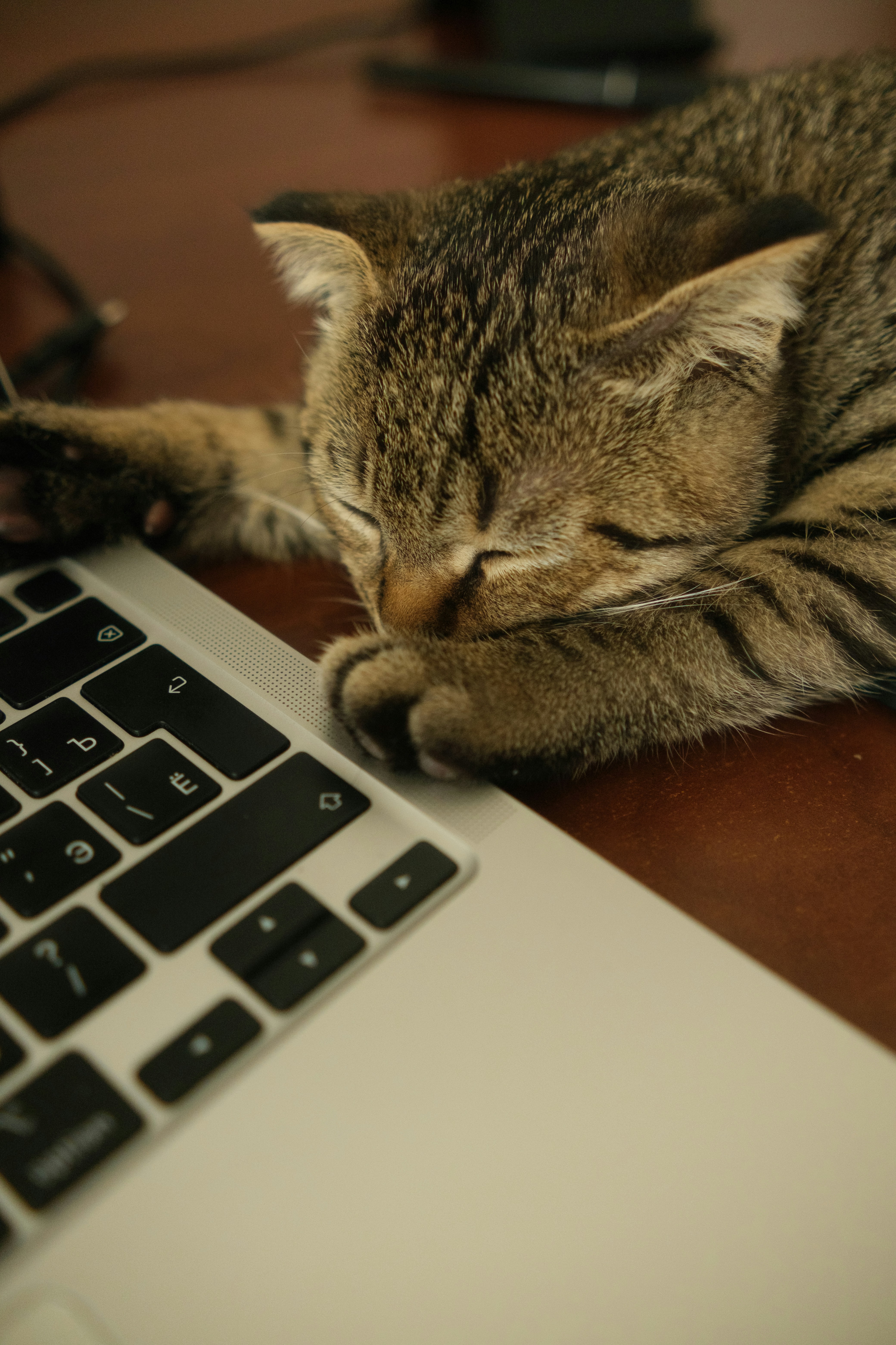 Autorenbild: Tierfreunde Bodenseekreis e.V.