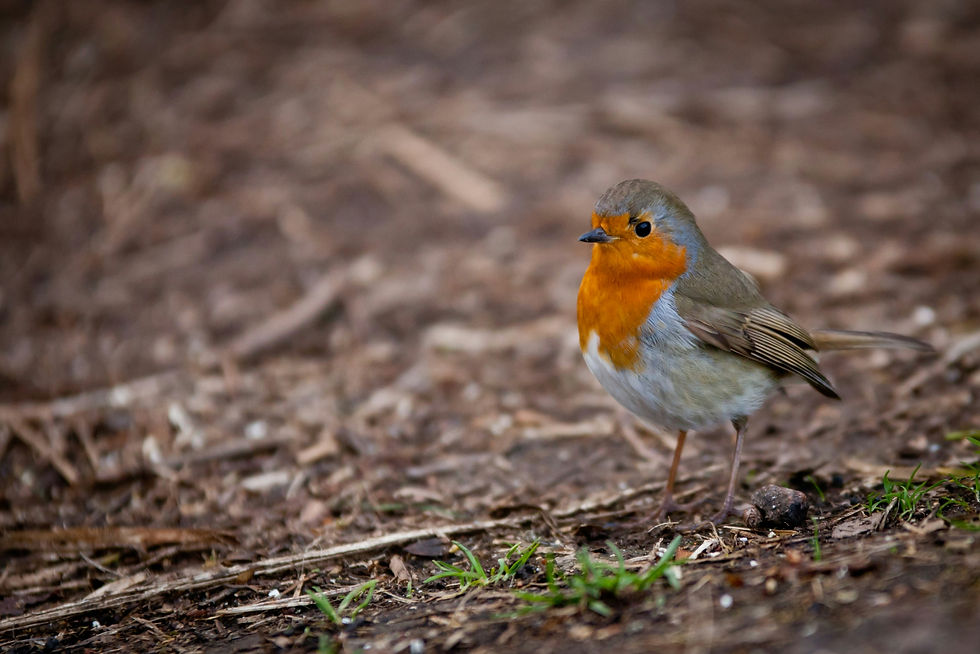 Ornithologische Exkursion