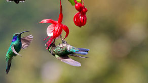 Dance Into the Day with Faith Like A Hummingbird