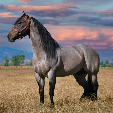 Blue roan quarter horse