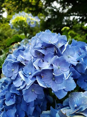 A bunch of blue hydrangeas