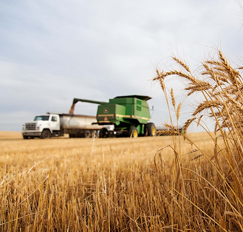 A farm combine harvests wheat in Alberta SouthWest, reflecting the region's strong agricultural sector.