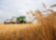 combine harvesting wheat