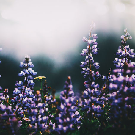 Shadow Maribrengaël -移り変わる時こそコントロールを手放して-