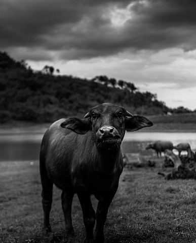 Image by sippawit thamma
