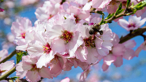 אונקלוס - ראש פרשני האמת (חלק כו)
