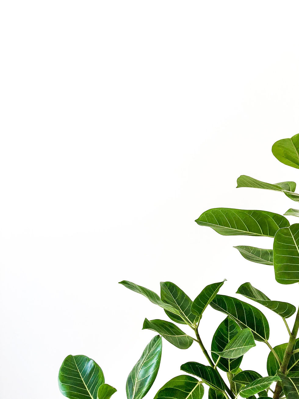 plant