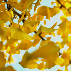 Ginko Biloba - Atelier découverte méditation pleine conscience