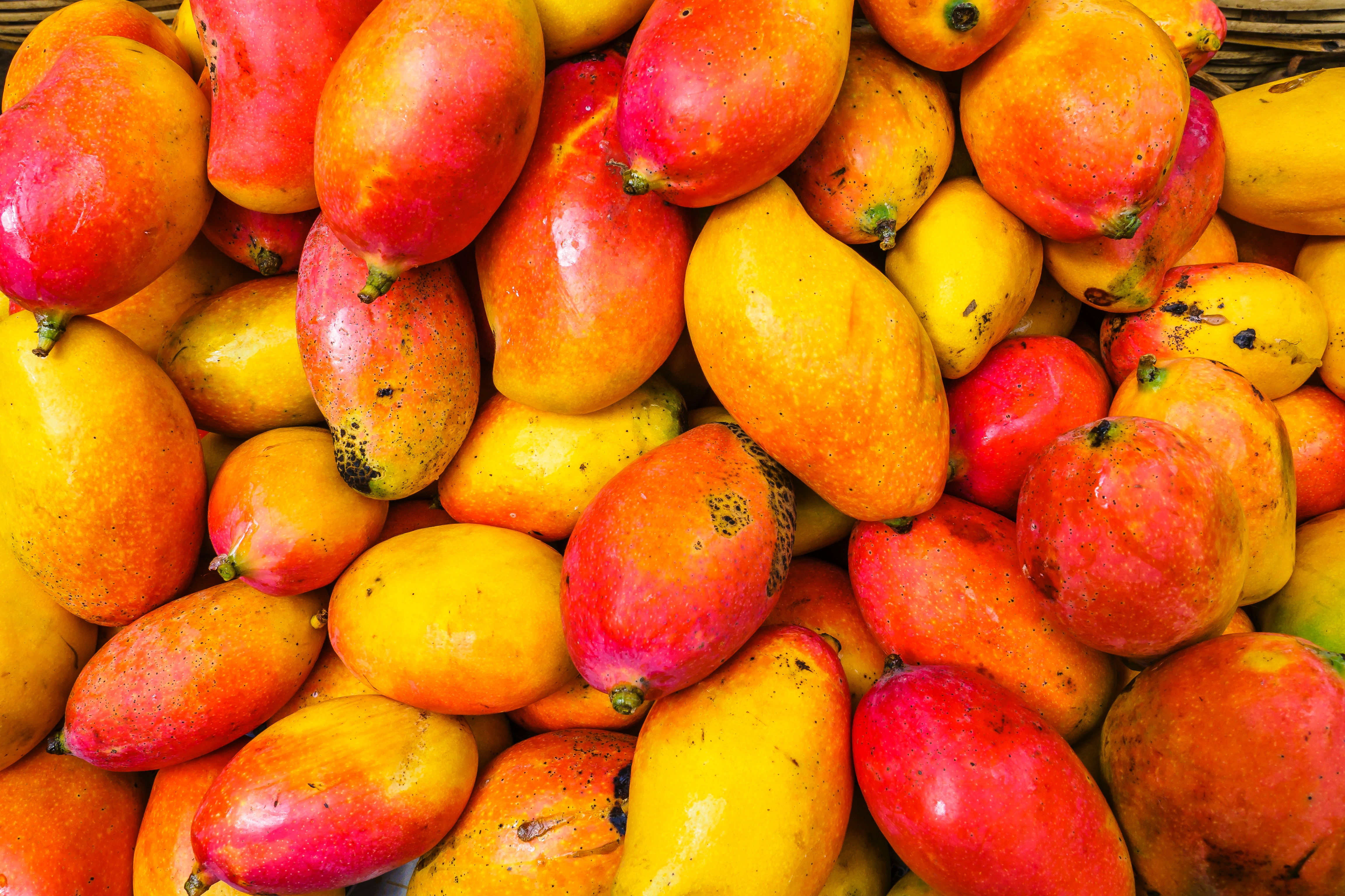 Soczyste mango Kent