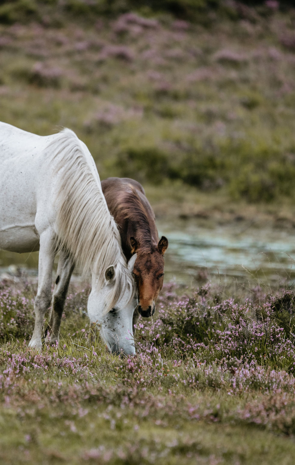 Image by Annie Spratt