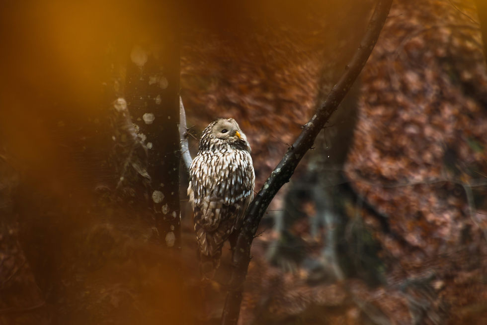 Image by Adi Albulescu