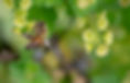 Bee representing a part of an harmonious supply chain