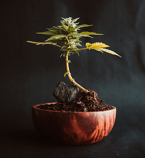 Image by Testeur de CBD