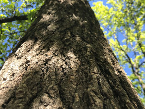 Kentucky Division of Forestry Joins White Oak Initiative Partners in Urging Industries, Policymakers, Conservation Organizations & Landowners to Work Together to Support White Oak Sustainability