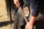 farrier trimming a hoof preventing abscesses in the hoof