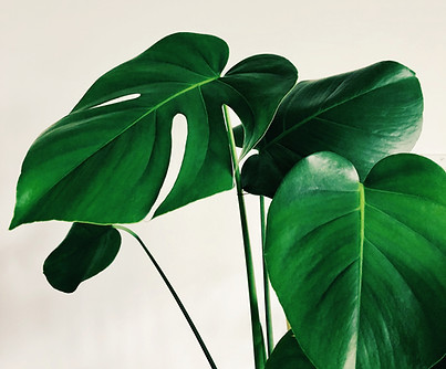Image by cleo stracuzza