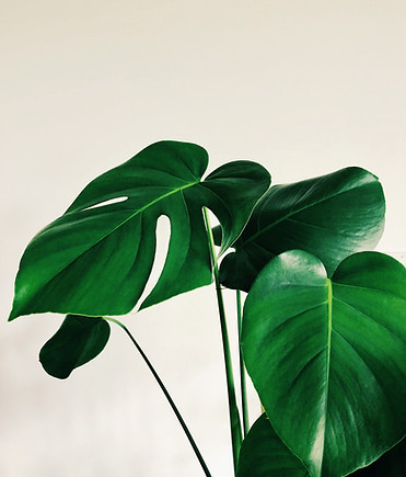 Image by cleo stracuzza