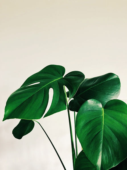 Image by cleo stracuzza