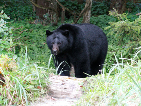 수도권으로 북상하는 반달가슴곰  (Feat. 환경부)