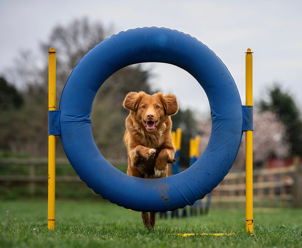 dog doing agility work for health and fitness