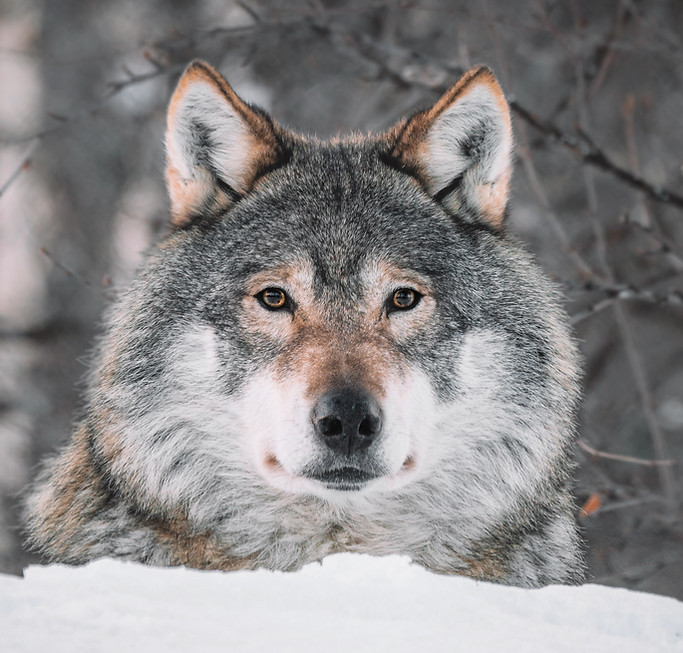 Image by Federico Di Dio photography
