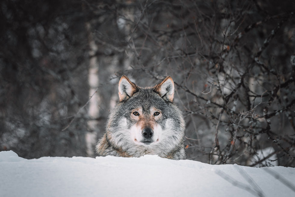 Wolf 101