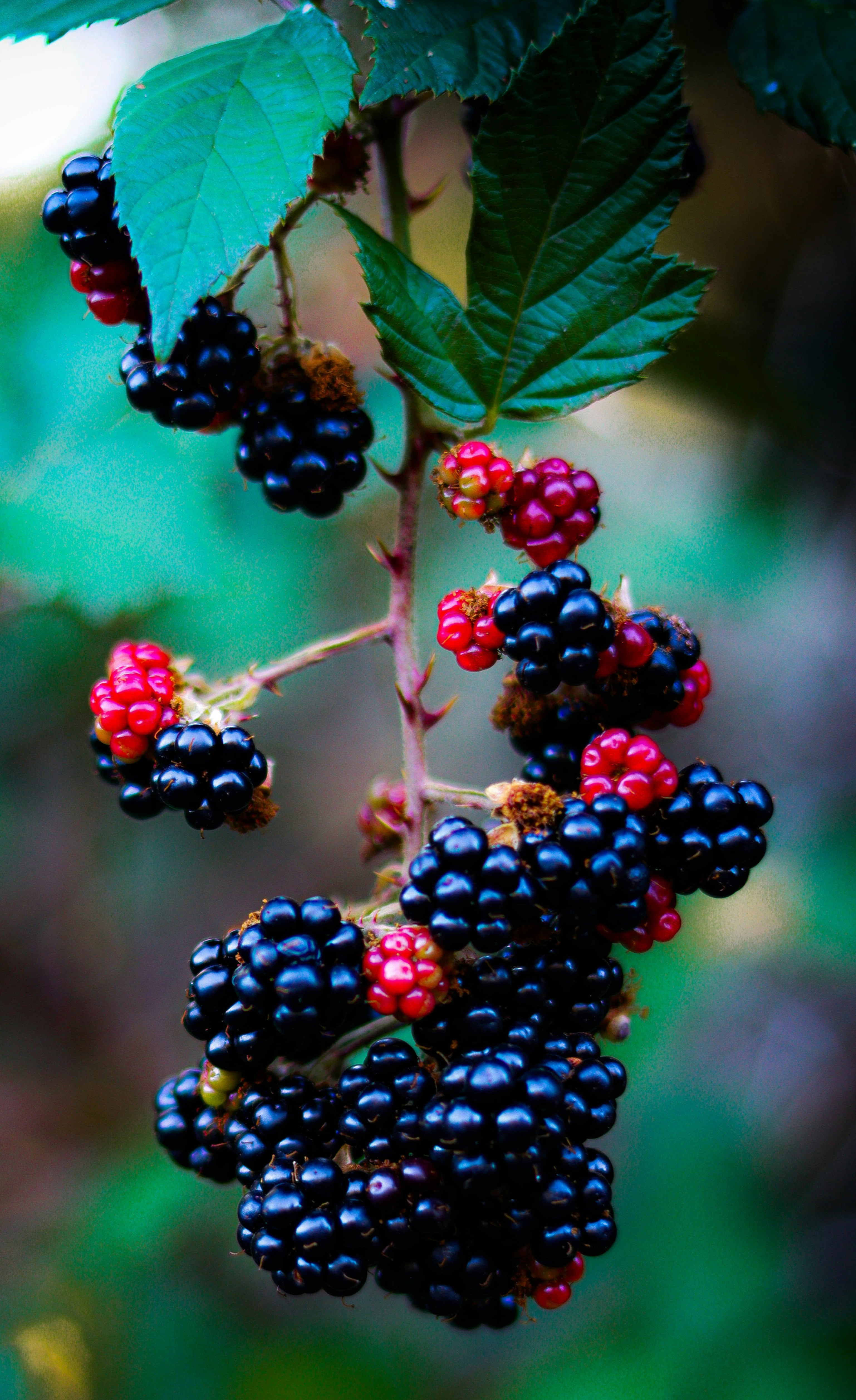 an image of blackberries ripening on a bush