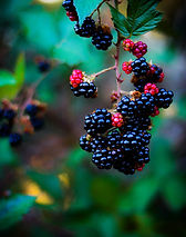 Image by David J. Boozer
