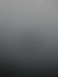 A MOMMY DUCK AND A DADDY DUCK